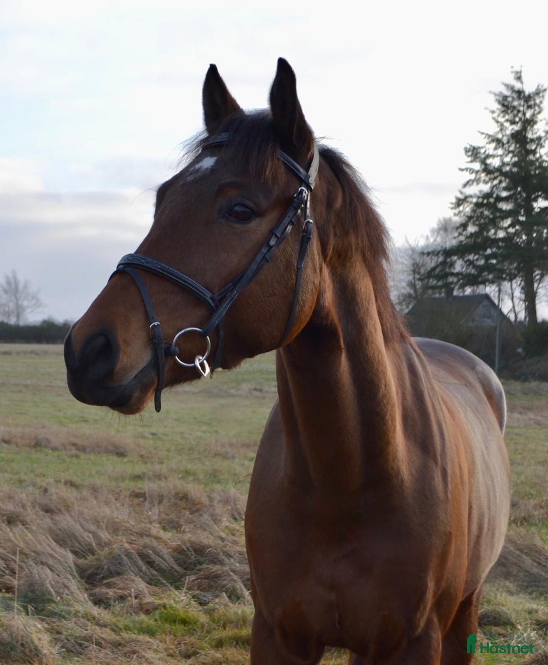 Allround hästar till salu: VÄRLDENS SNÄLLASTE UNGHÄST  i Ekeby - Annons 2