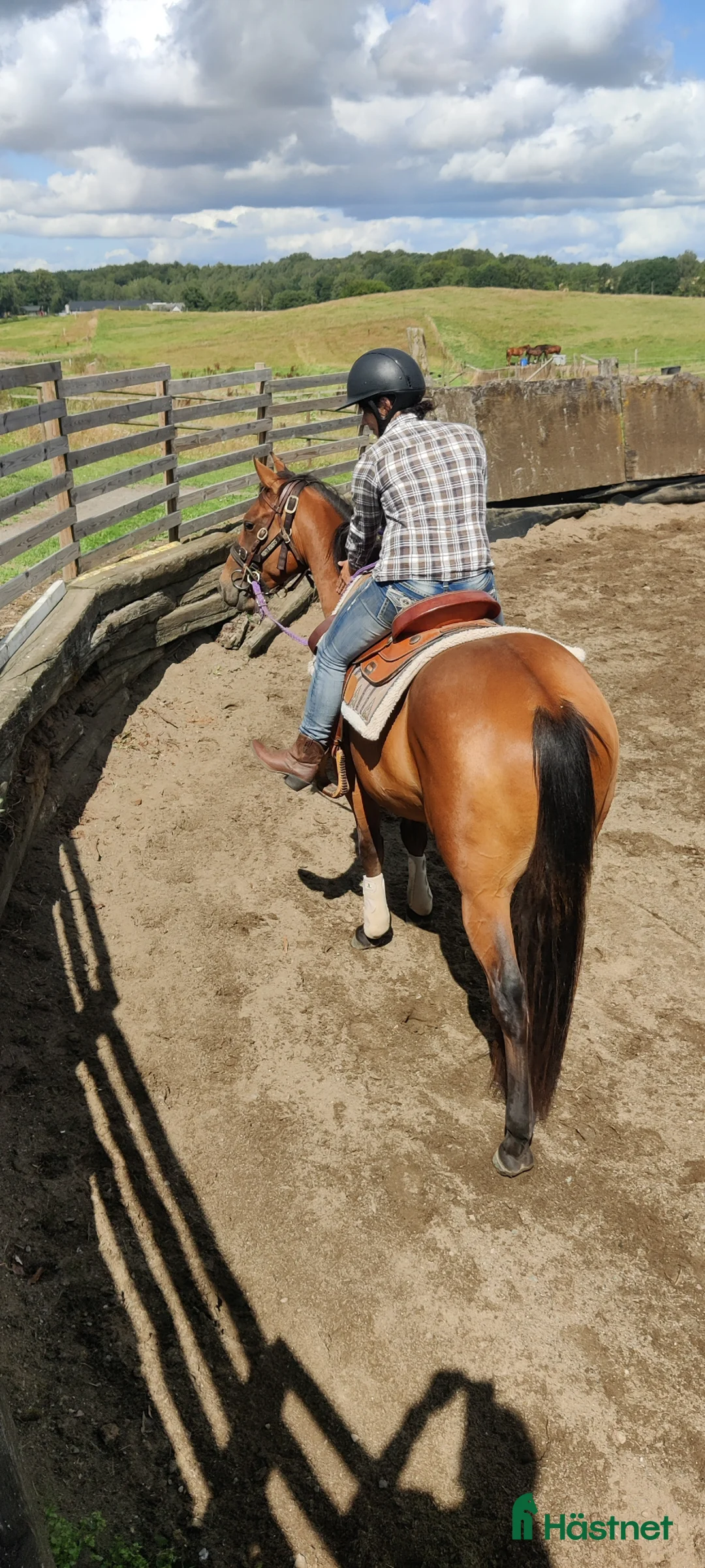  medryttarhäst sökes: Medryttarhäst sökes till glad skit! - Annons 2