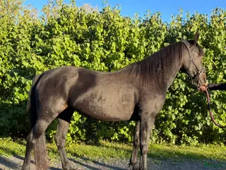 hästar Avelssto / Sällskapshäst i Östhammar - Annons 17
