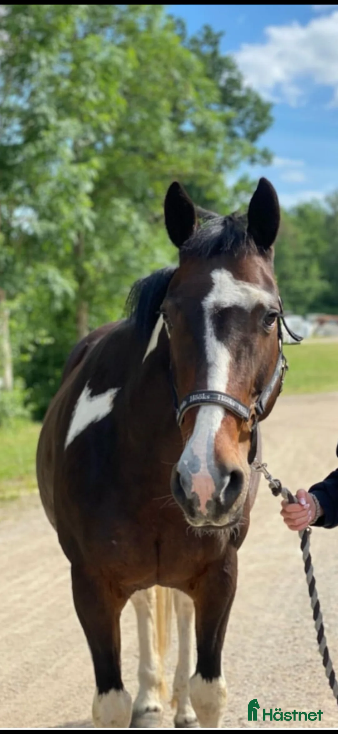 Allround hästar till salu: Genomsnäll hobbyhäst  i Linneryd - Annons 1