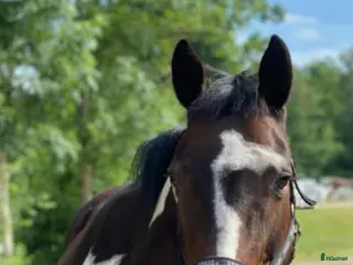 hästar Genomsnäll hobbyhäst i Linneryd - Annons 21