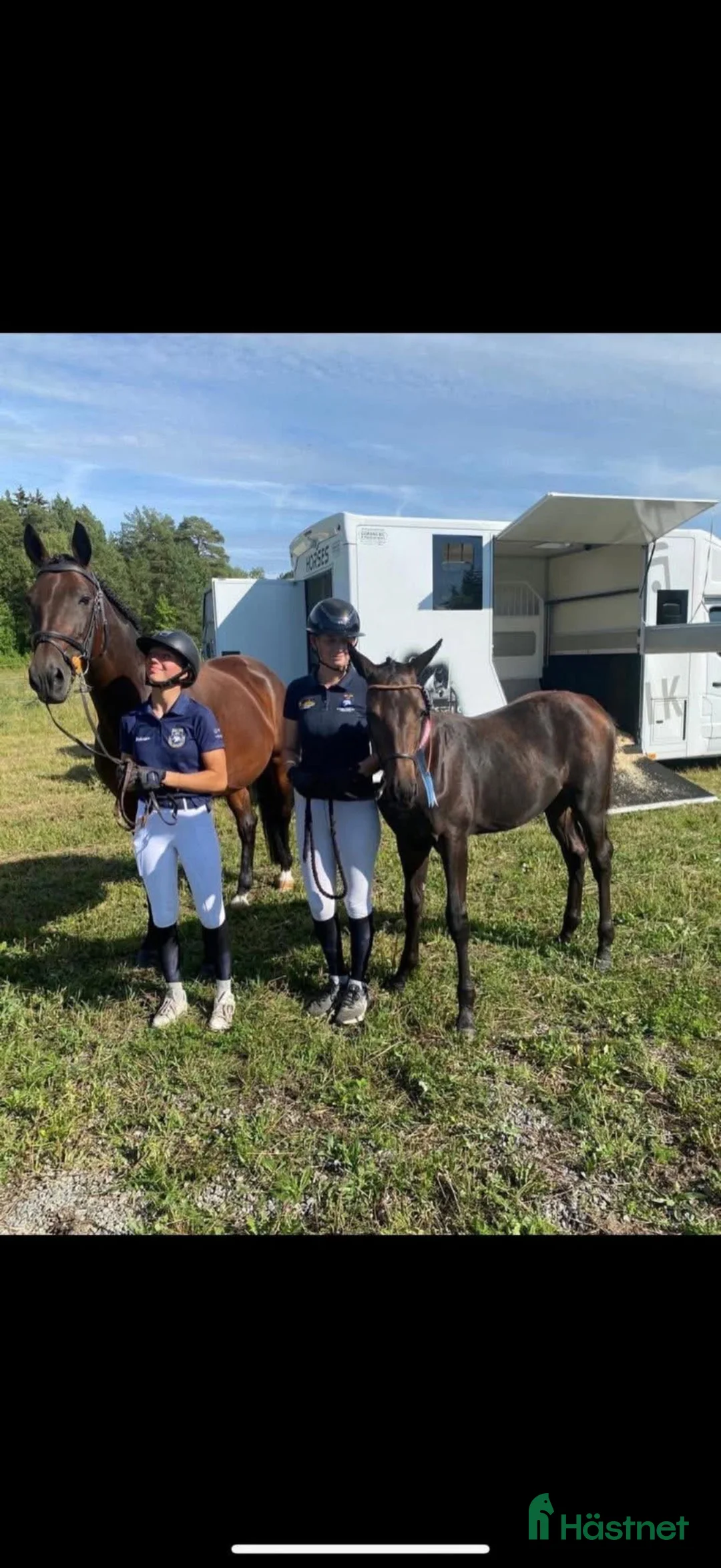 Avelshästar hästar till salu: Avelssto till hoppsporten  - Annons 2