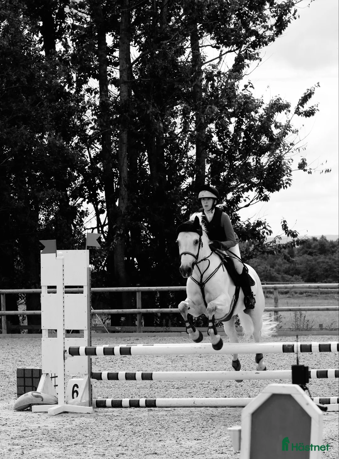 Allround hästar till salu: Snäll och rolig bästa vän med kapacitet i Össjö - Annons 2