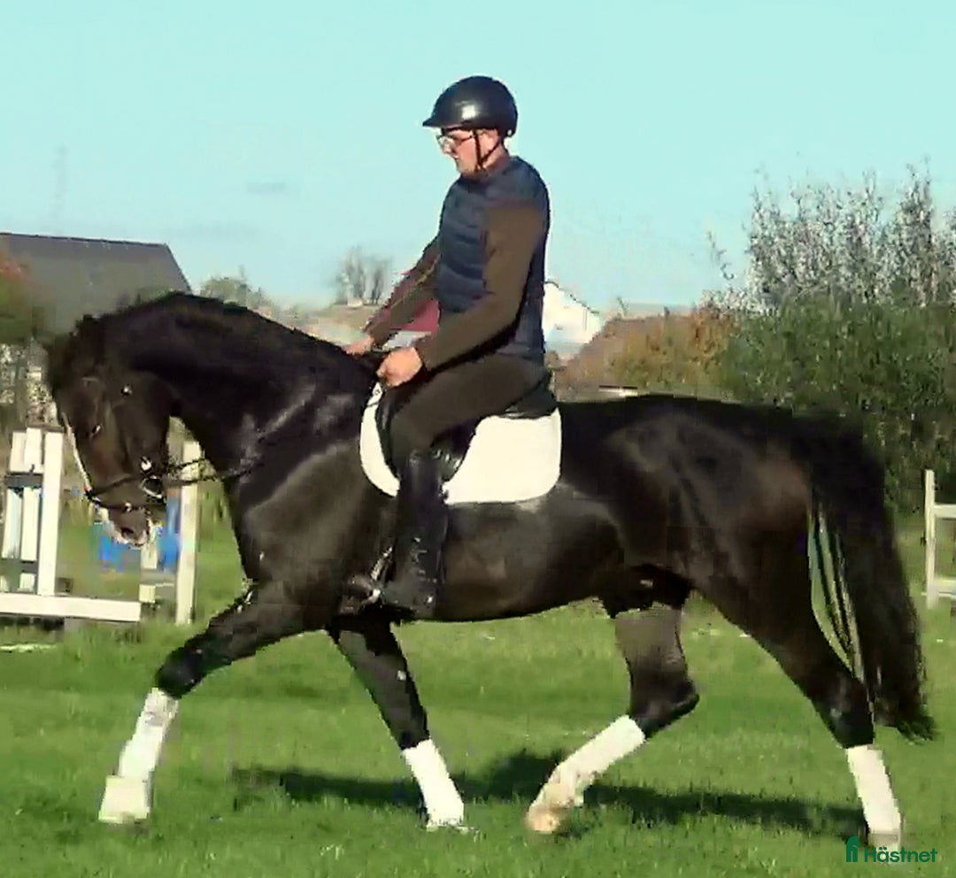 Allround hästar till salu: Dressage/driving Star with 4 white socks i Örsundsbro - Annons 7