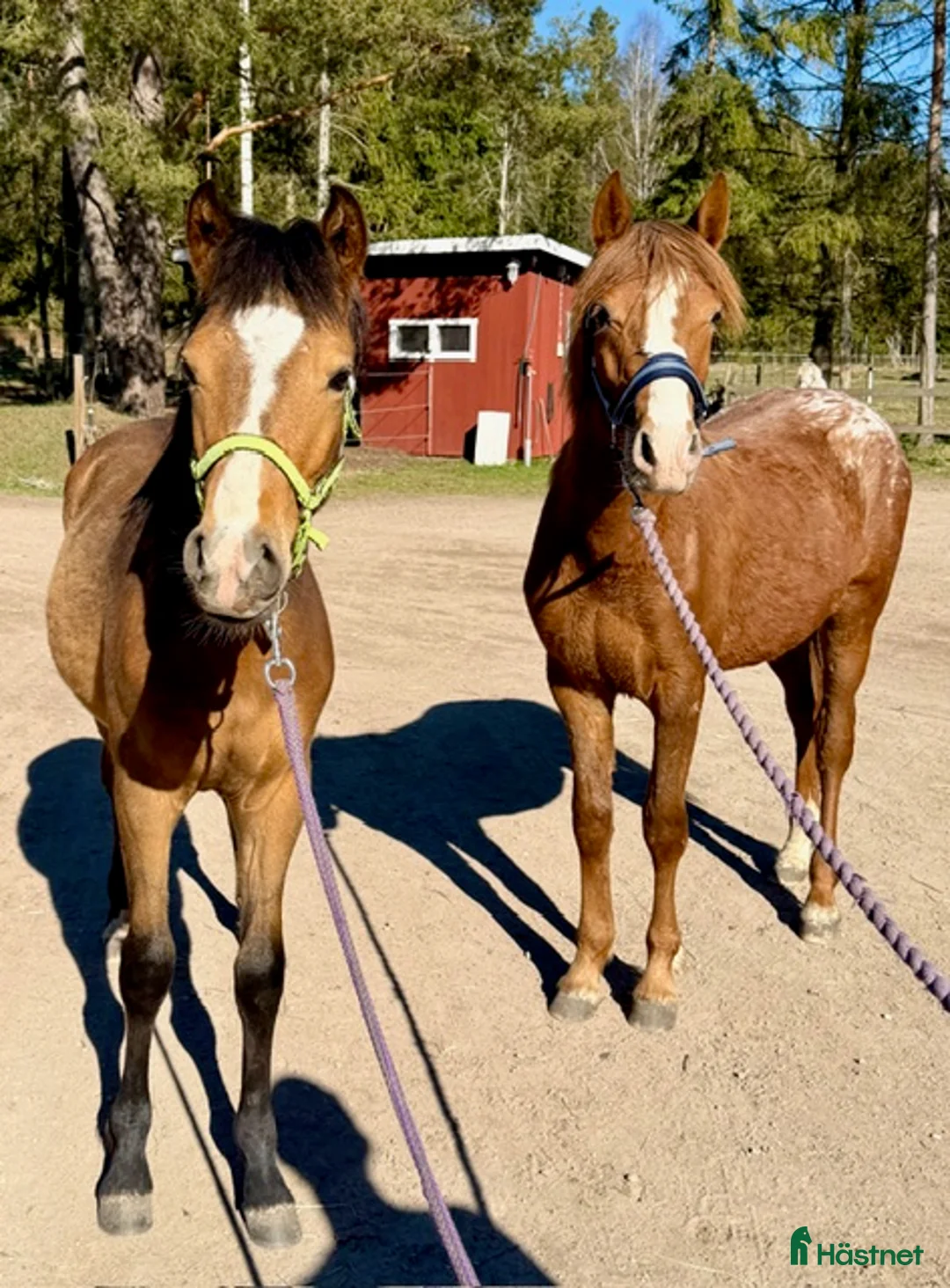 Hoppning hästar till salu: 1-åringar med prestationsstam i Vetlanda - Annons 10