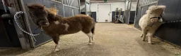 Övrigt hästar till salu: Härlig minihingst - Annons 2