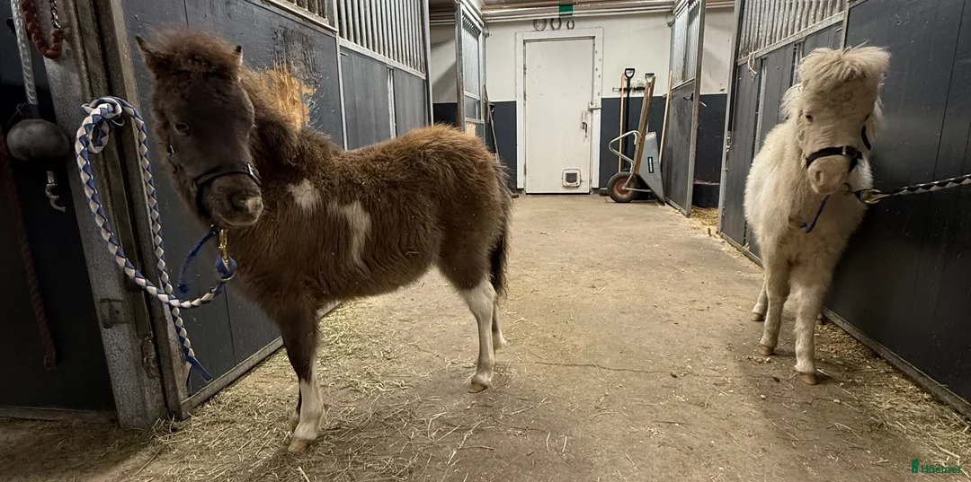Övrigt hästar till salu: Härlig minihingst - Annons 2