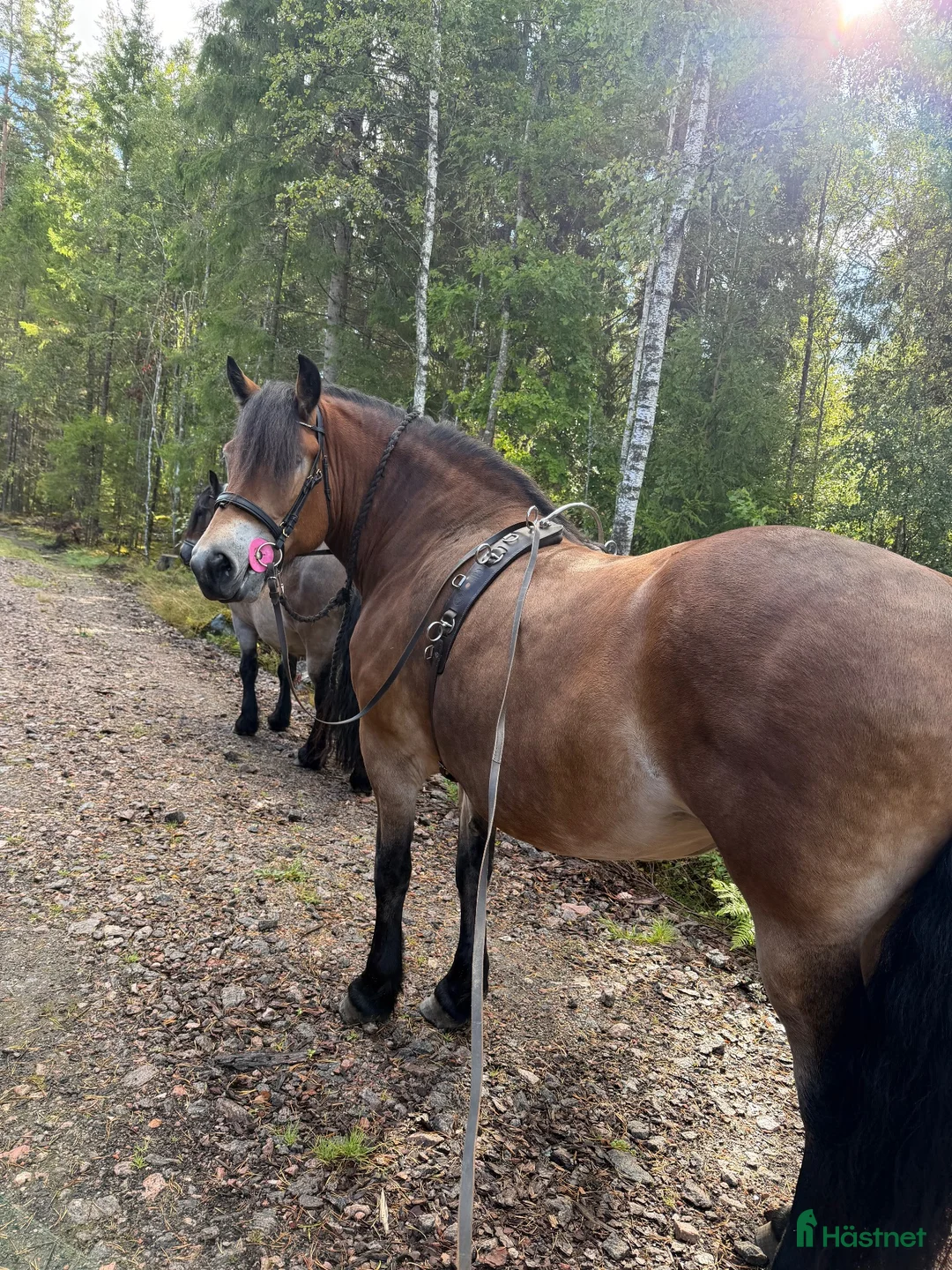 Körning hästar till salu: Samarbetsvilligt och socialt sto - Annons 2