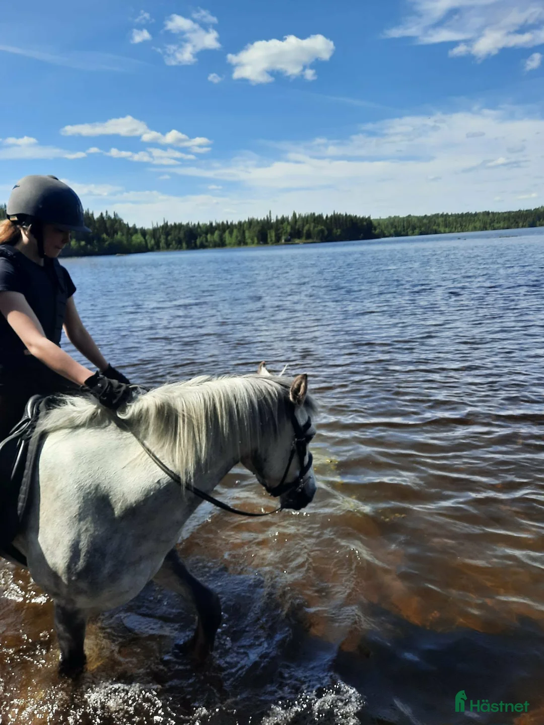 Allround hästar till salu: Charmig och försiktig C-ponny i Frösön - Annons 2