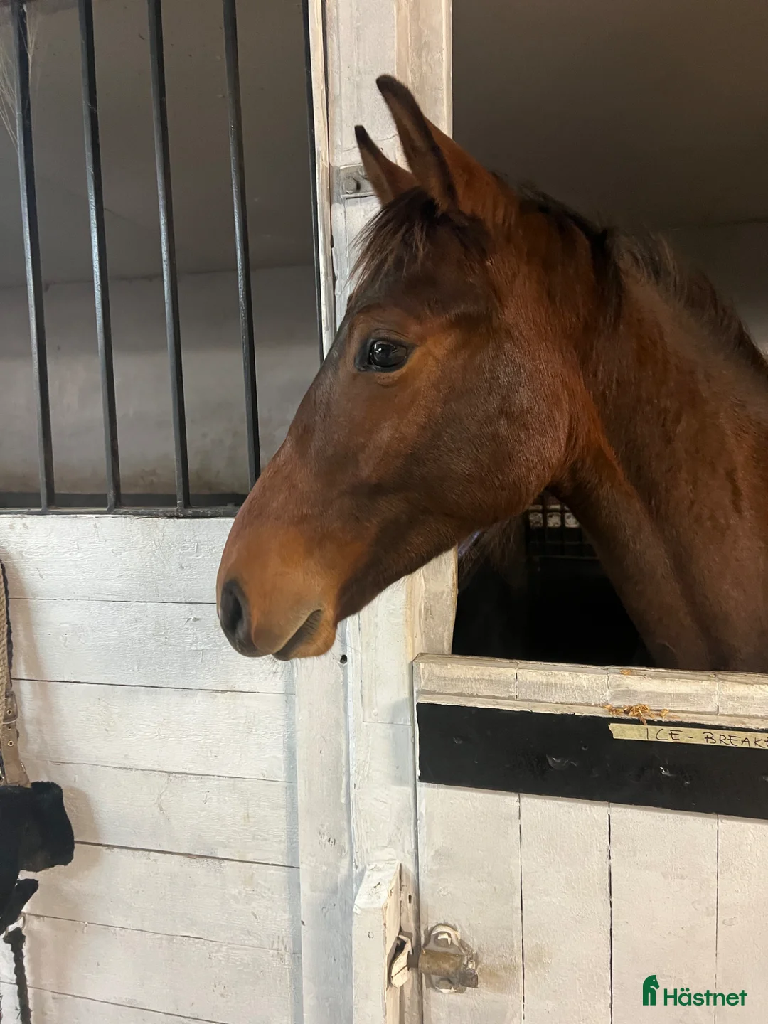 Allround hästar till salu: FYNDA fin 1 åring.  - Annons 1