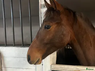 hästar FYNDA fin 1 åring. - Annons 2