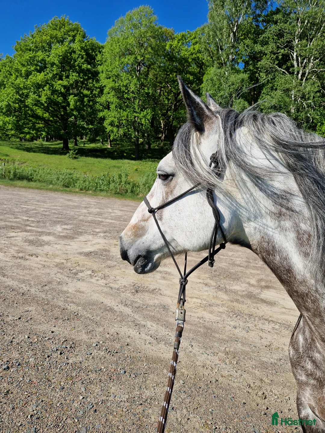 Allround hästar till salu: Charmig, vacker och intelligent connemaravalack - Annons 2