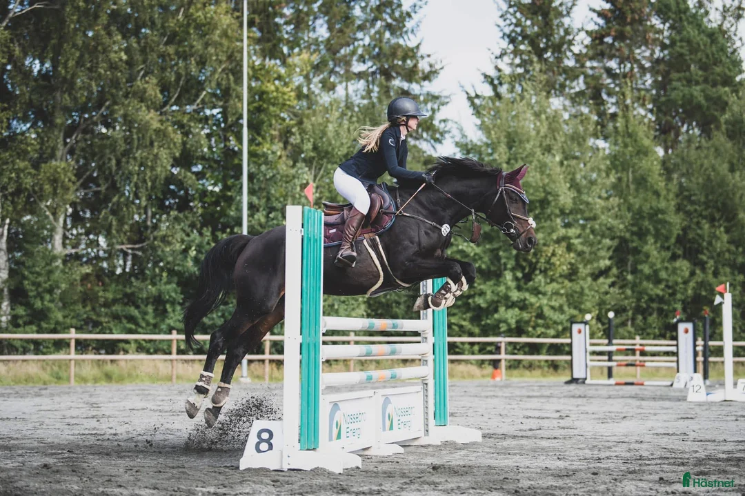 Allround hästar sökes: Söker allroundhäst - Annons 1