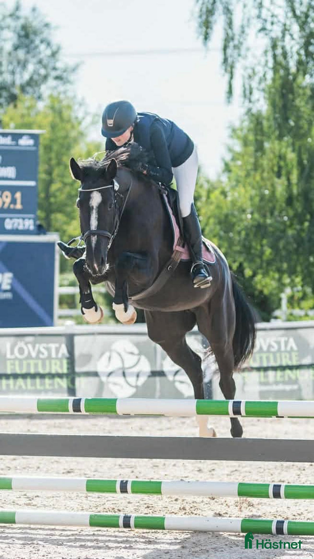 Hoppning hästar till salu: Vackert SWB-sto söker nytt hem! i Lerdala - Annons 3
