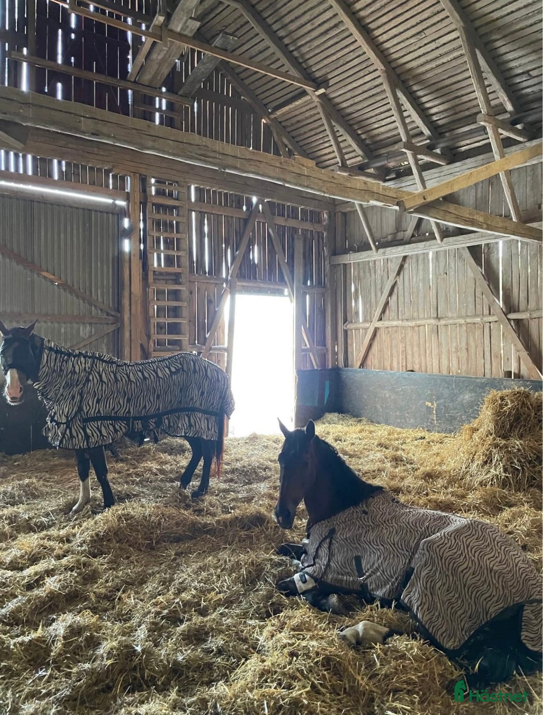  hästservice finnes: Söker dig som vill driva hästverksamhet hos oss!  i Nyköping - Annons 14