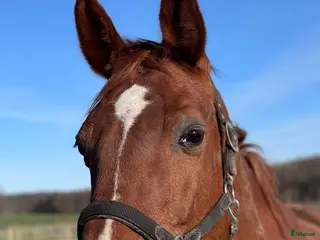 hästar Avelssto e Chacco Blue / Voltaire - Annons 1