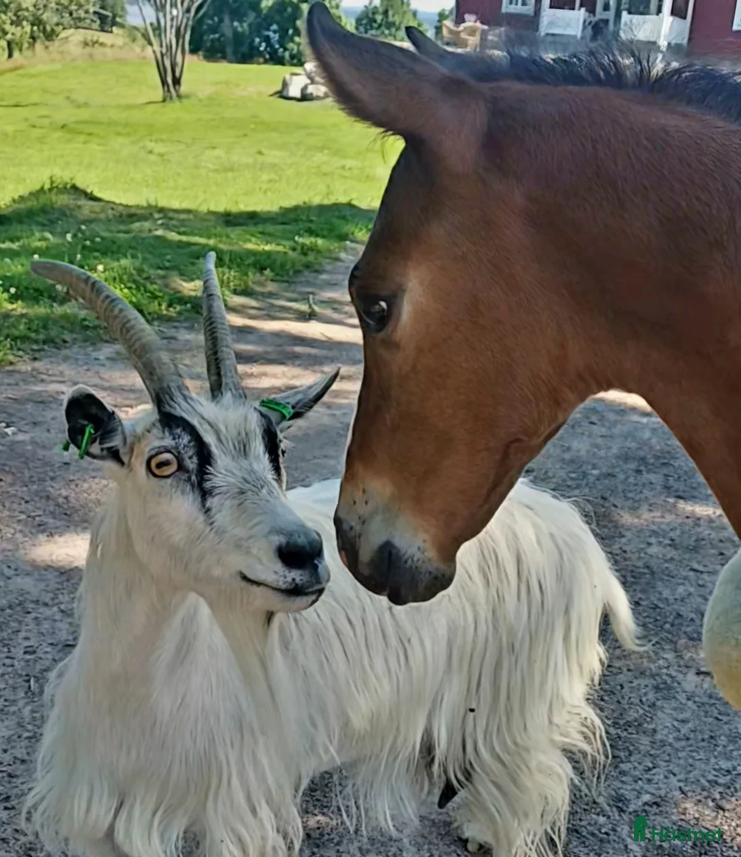 Allround hästar till salu: Snygg blivande dubbeltalang avlad för hållbarhet  i Kristinehamn - Annons 6