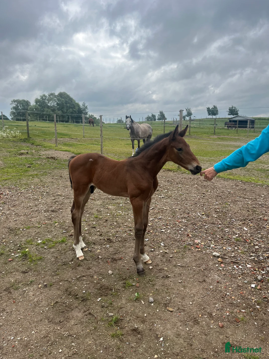 Avelshästar hästar till salu: Top avlshoppe sælges, hophest - Annons 26