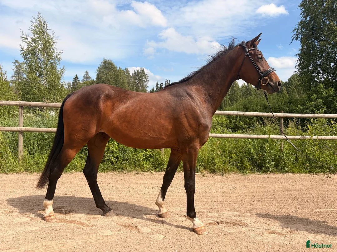 Dressyr hästar till salu: Lovande unghäst! - Annons 2