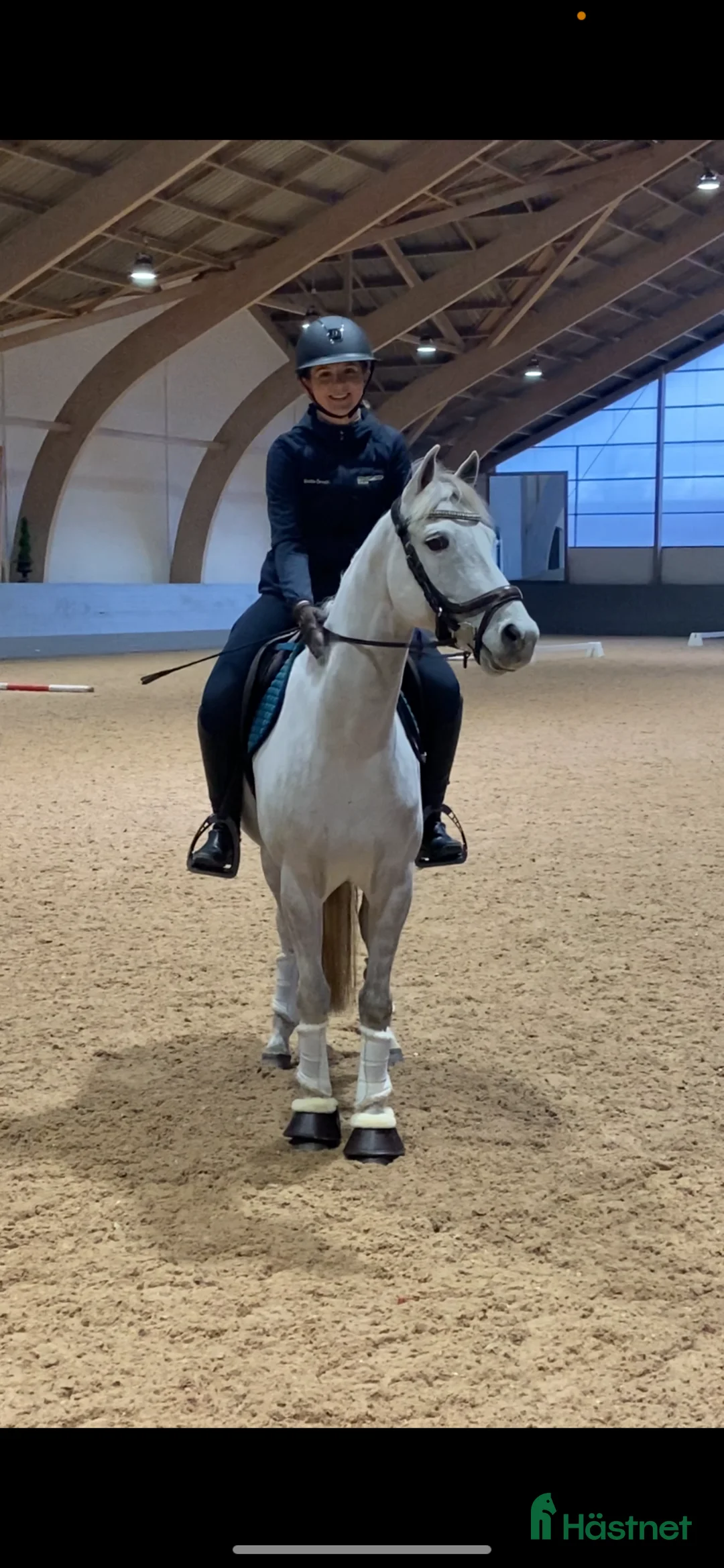 Dressyr hästar till salu: Dubbeltalang med utstrålning - Annons 12