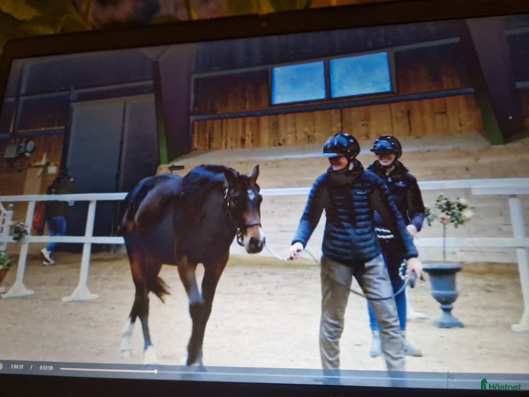 Hoppning hästar till salu: Tömkörd longerad köshoppad i Vintrosa - Annons 6