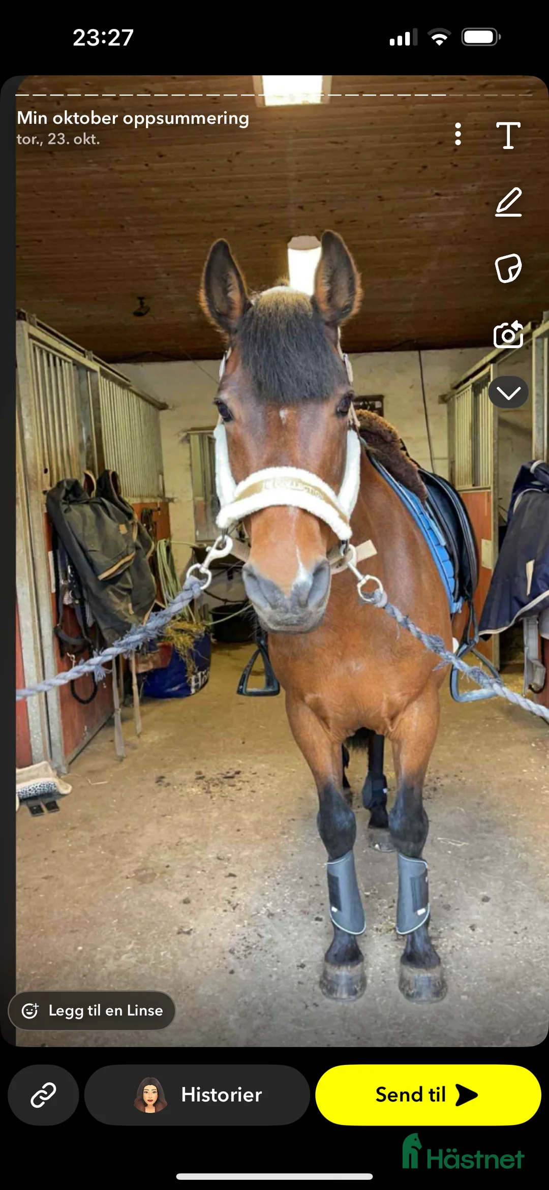 Allround hästar sökes: Hest ønskes kjøpt! i Strömstad - Annons 4