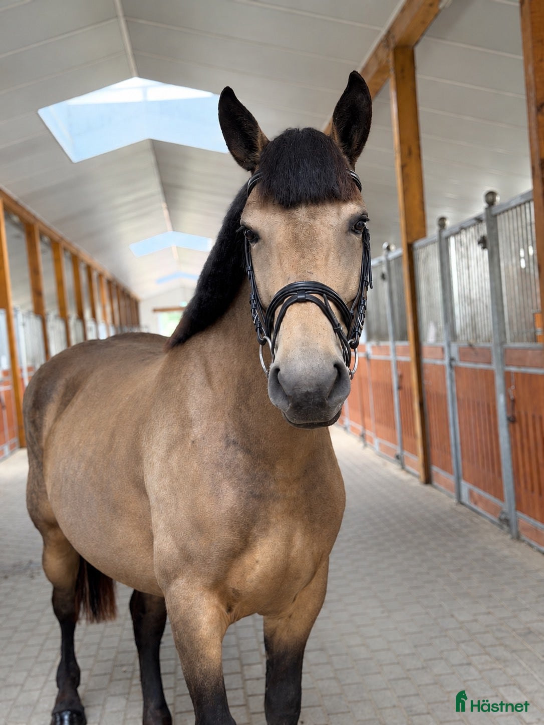  hästar Easy all around mare for any kind of rider! - Annons 14