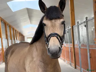 hästar Easy all around mare for any kind of rider! - Annons 14