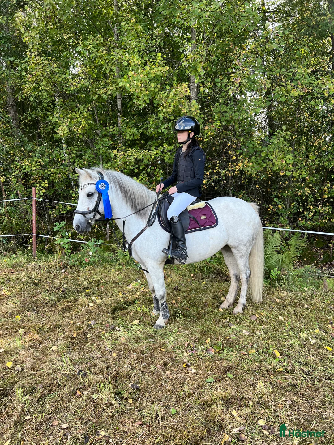 Allround hästar till salu: Känslig men underbar  i Mockfjärd - Annons 1