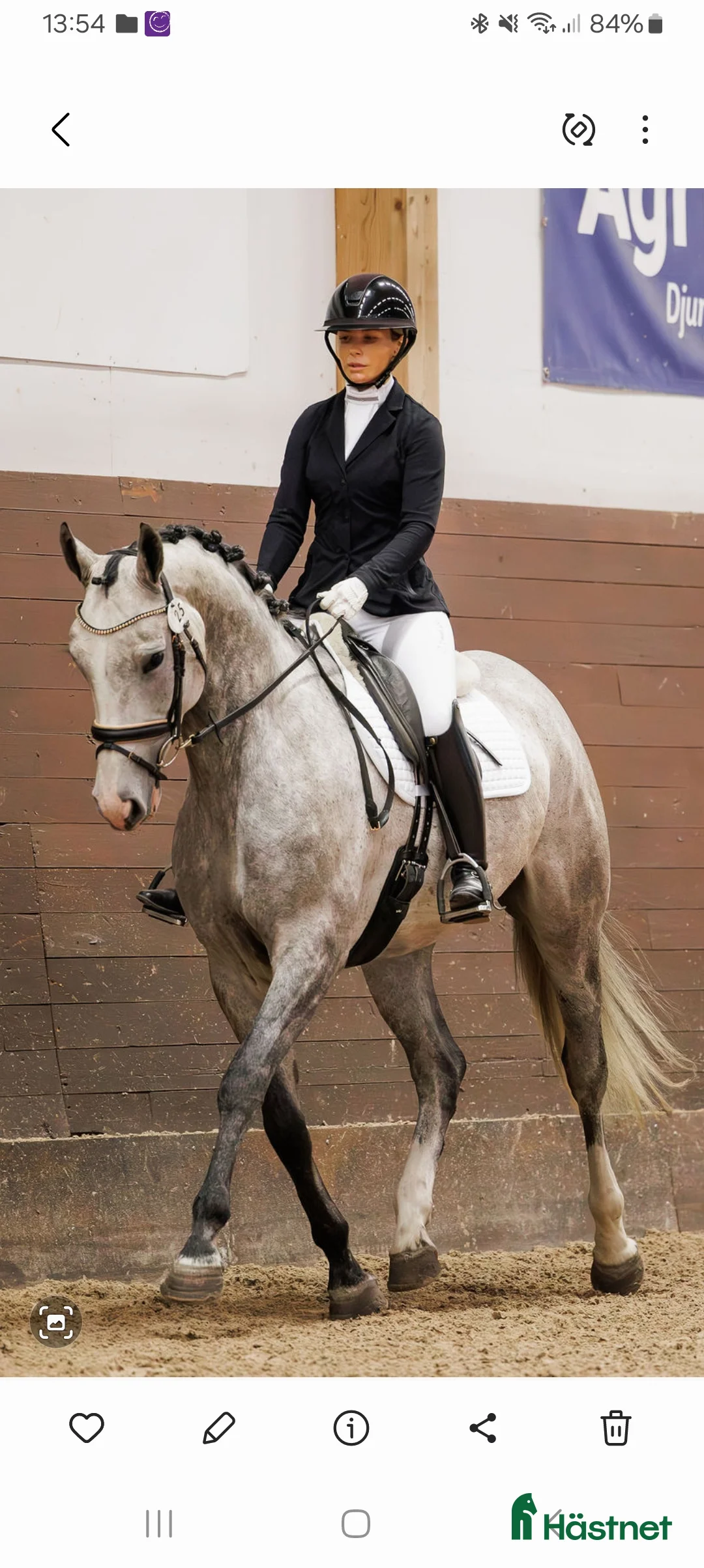 Dressyr hästar till salu: Blivande tävlingskompis 💫 - Annons 1