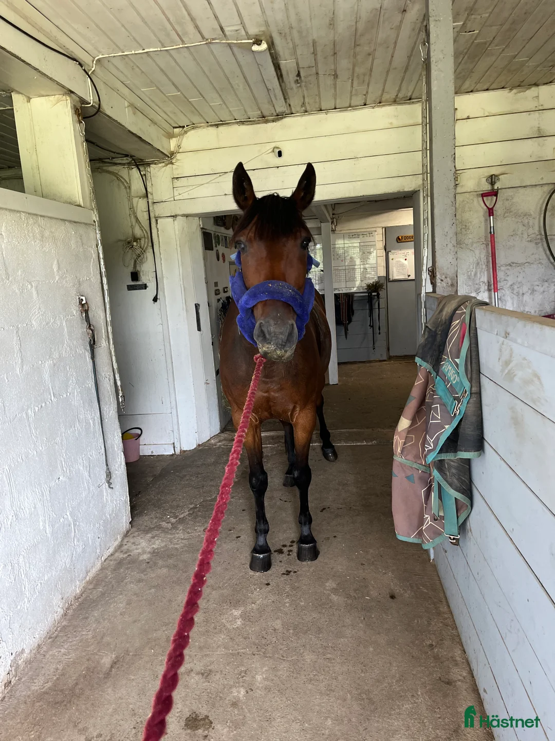  medryttarhäst finnes: Adde söker medryttare - Annons 2