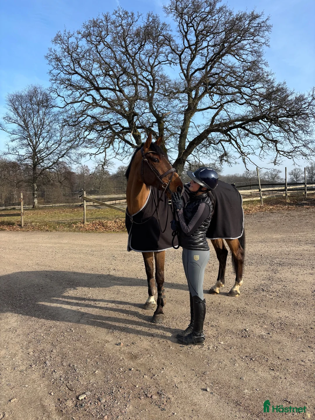 Hoppning hästar till salu: Trevlig val  - Annons 1