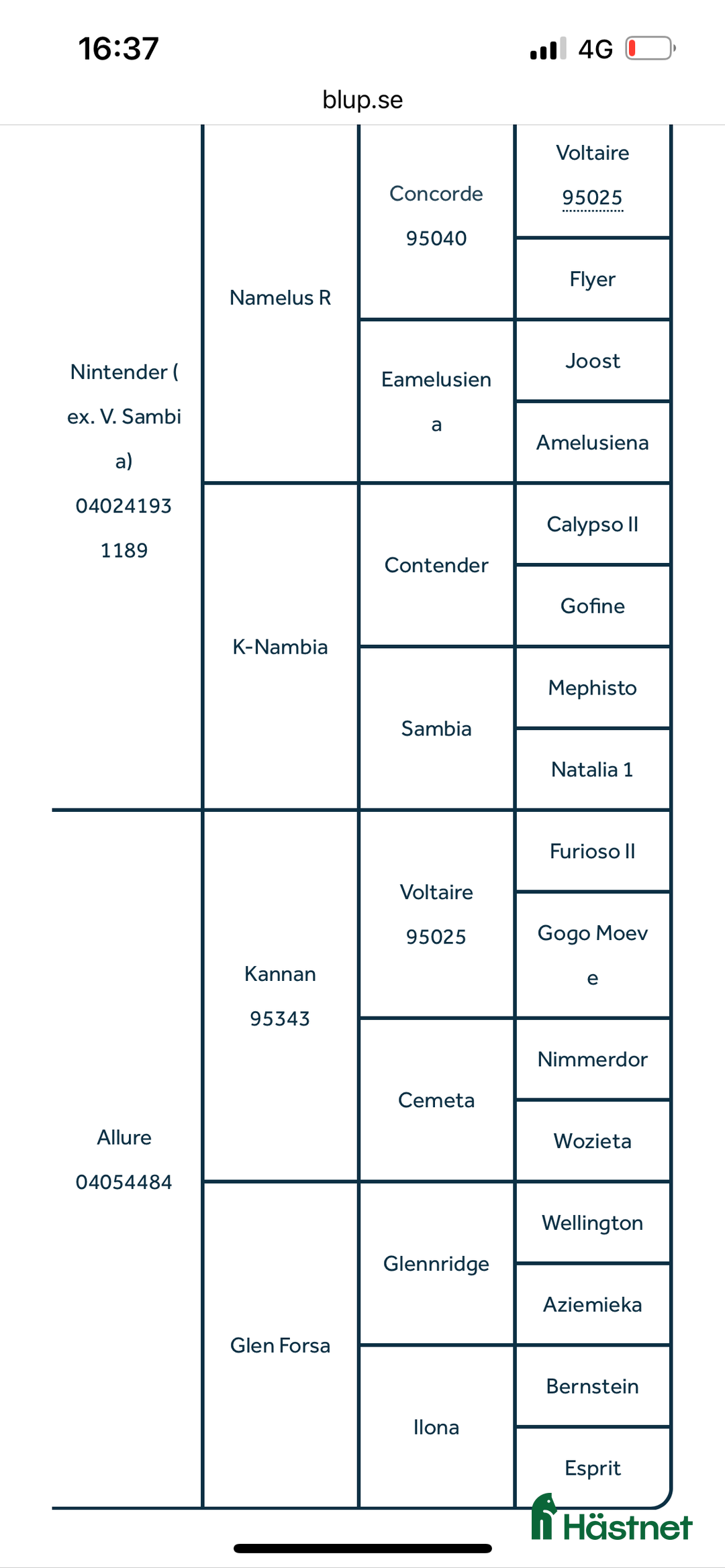 Hoppning hästar till salu: 6år sto med toppstam i Asarum - Annons 3