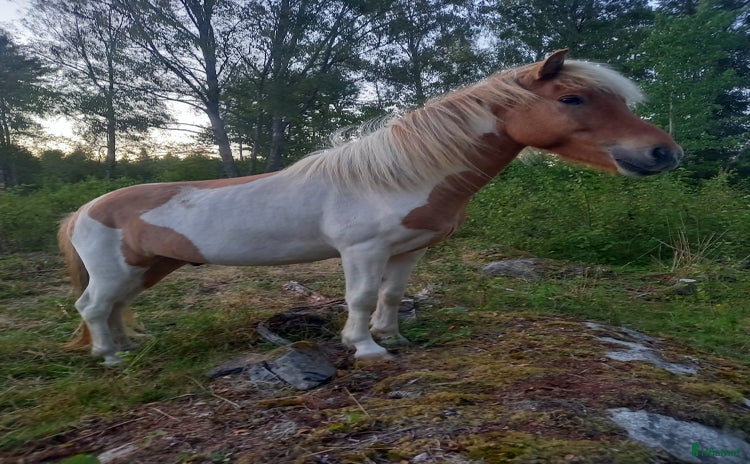  hästar i Rödeby - Annons 16