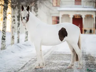 hästar Söt maxad C-ponny i Kalix - Annons 19