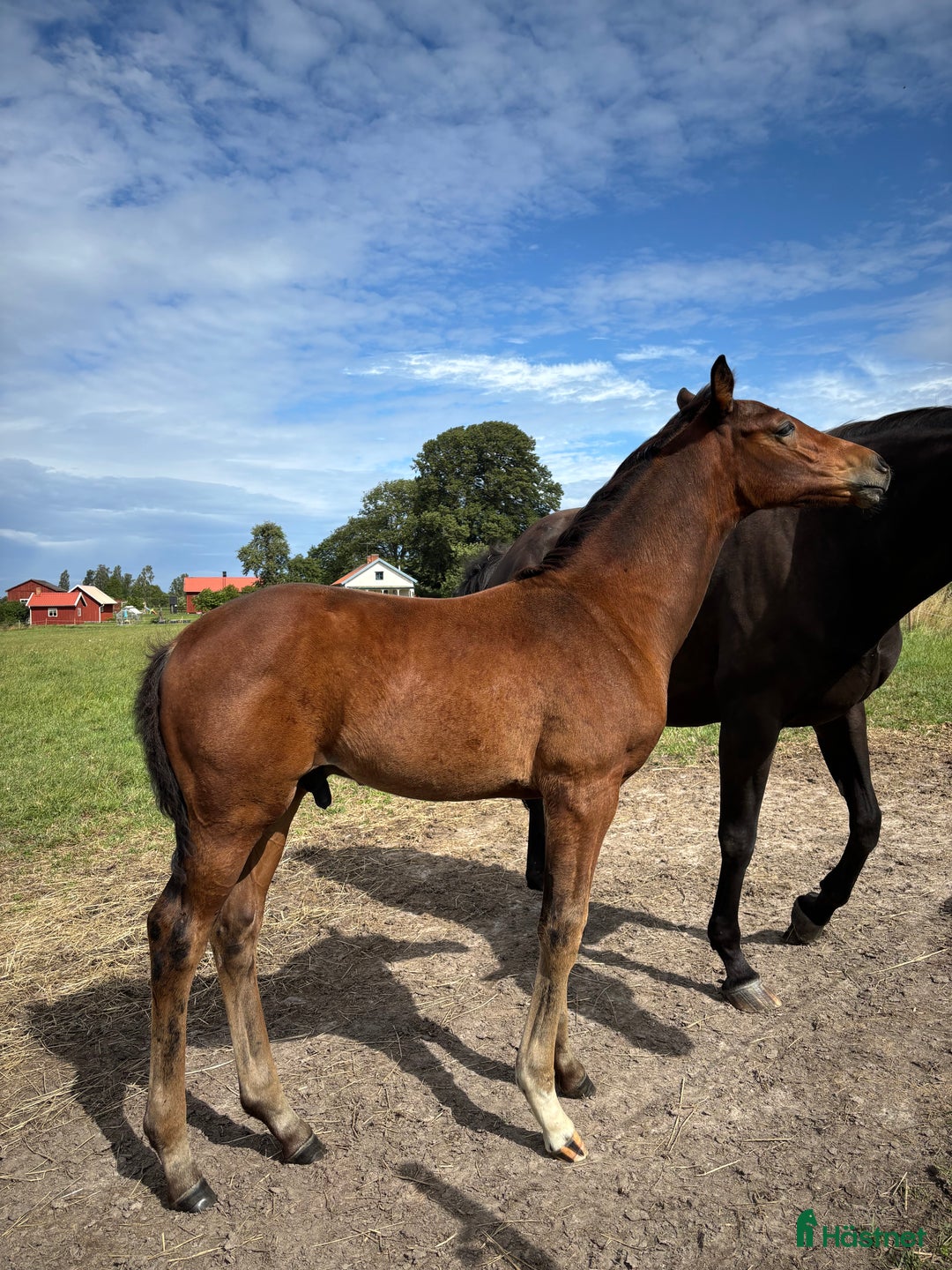 Dressyr hästar till salu: Ädel hingst e: Devin Franco GJ 🌟 i Torsö - Annons 5