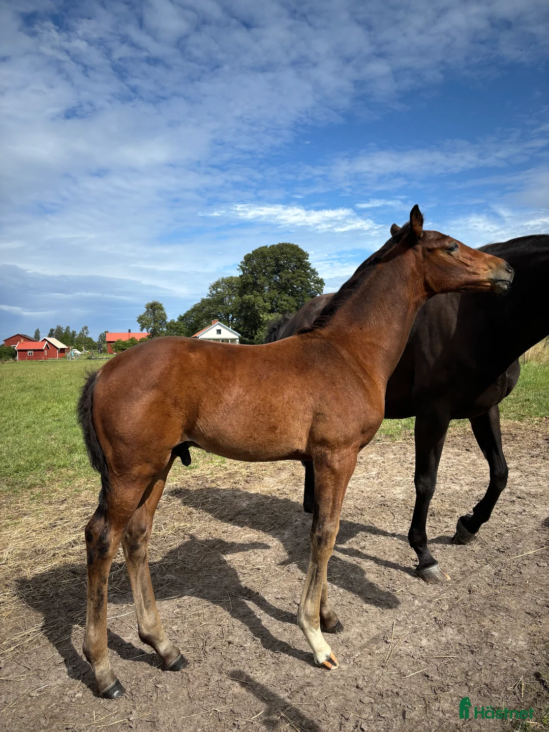 Dressyr hästar till salu: Ädel hingst e: Devin Franco GJ 🌟 i Torsö - Annons 5