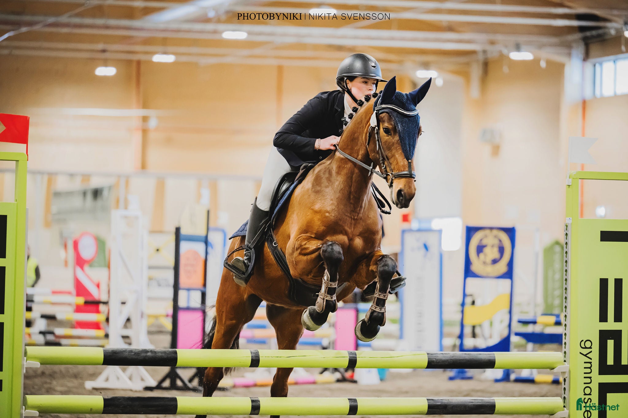  hästar Trevlig allroundvalack  - Annons 1