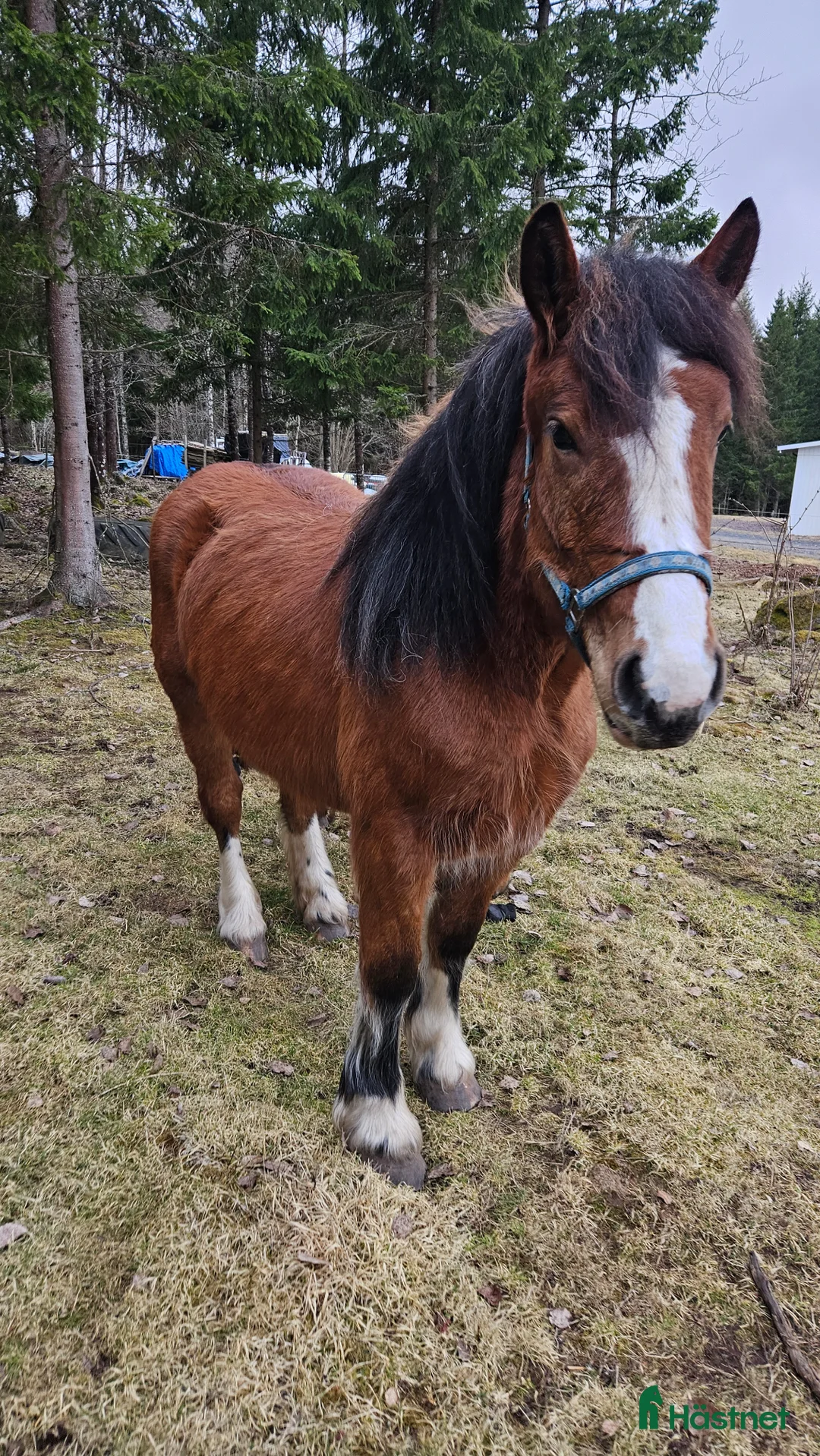 Allround hästar till salu: Mysigt ardennersto - Annons 3
