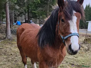 hästar Mysigt ardennersto - Annons 7