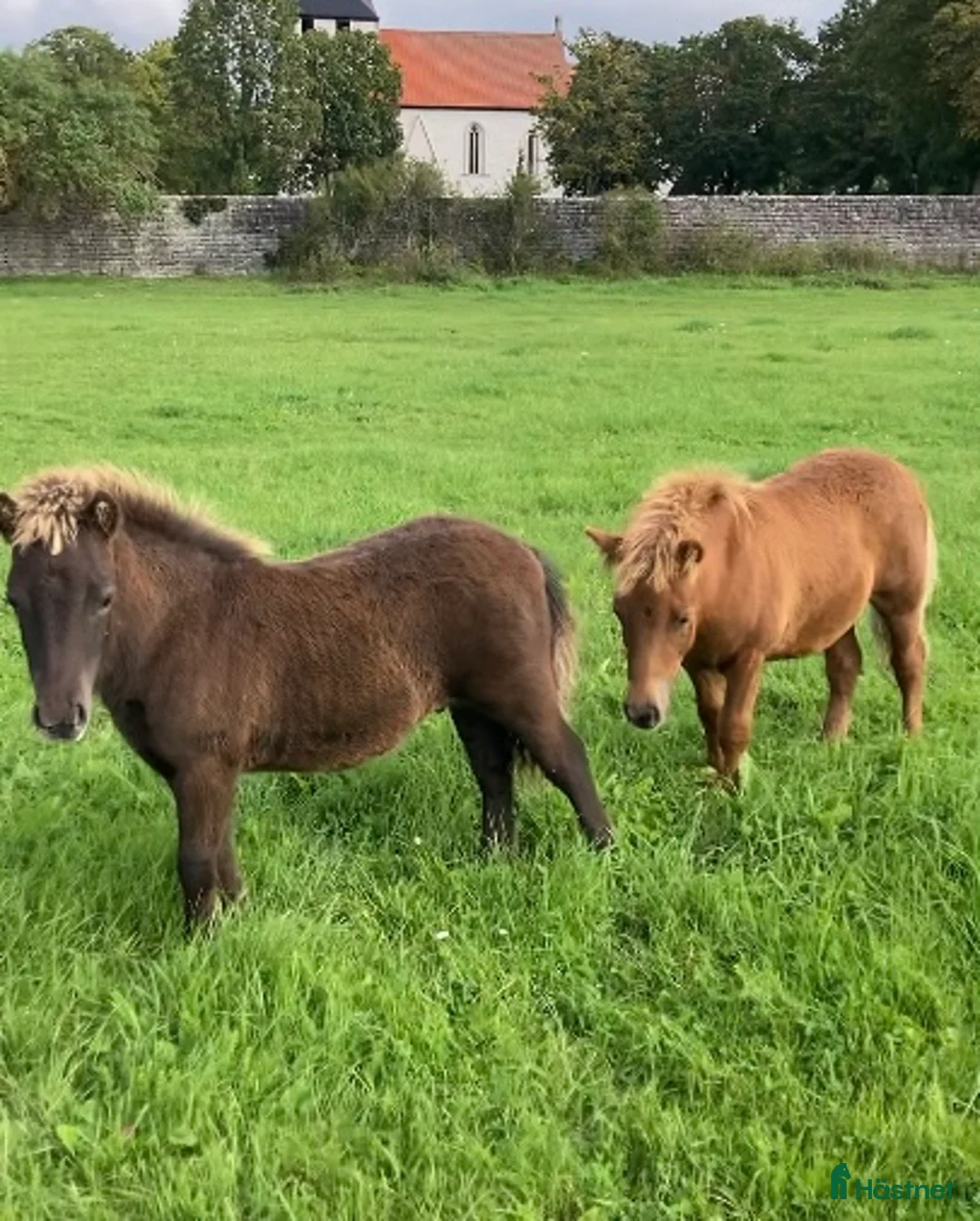 Trav hästar till salu: Fina shettisföl till trav! i Fårösund - Annons 2