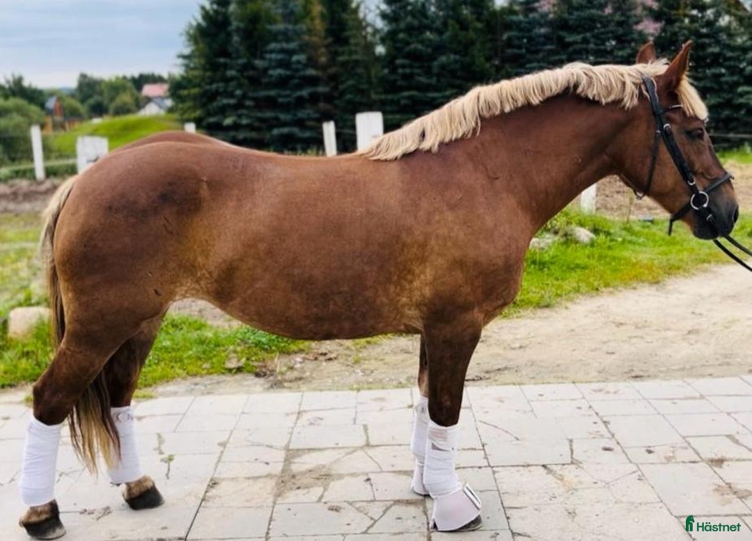 Allround hästar till salu: The best Mother & Daughter horse, dressage/jumping i Örsundsbro - Annons 13