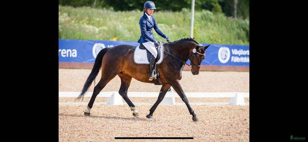  hästservice finnes: Inridning och tillridning  i Korsberga - Annons 1