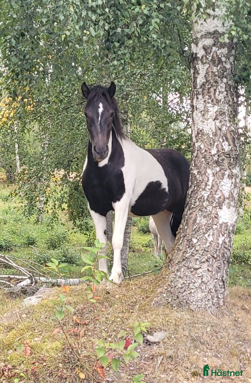  hästar Vackert ungsto (finns fler fina unghästar) - Annons 2