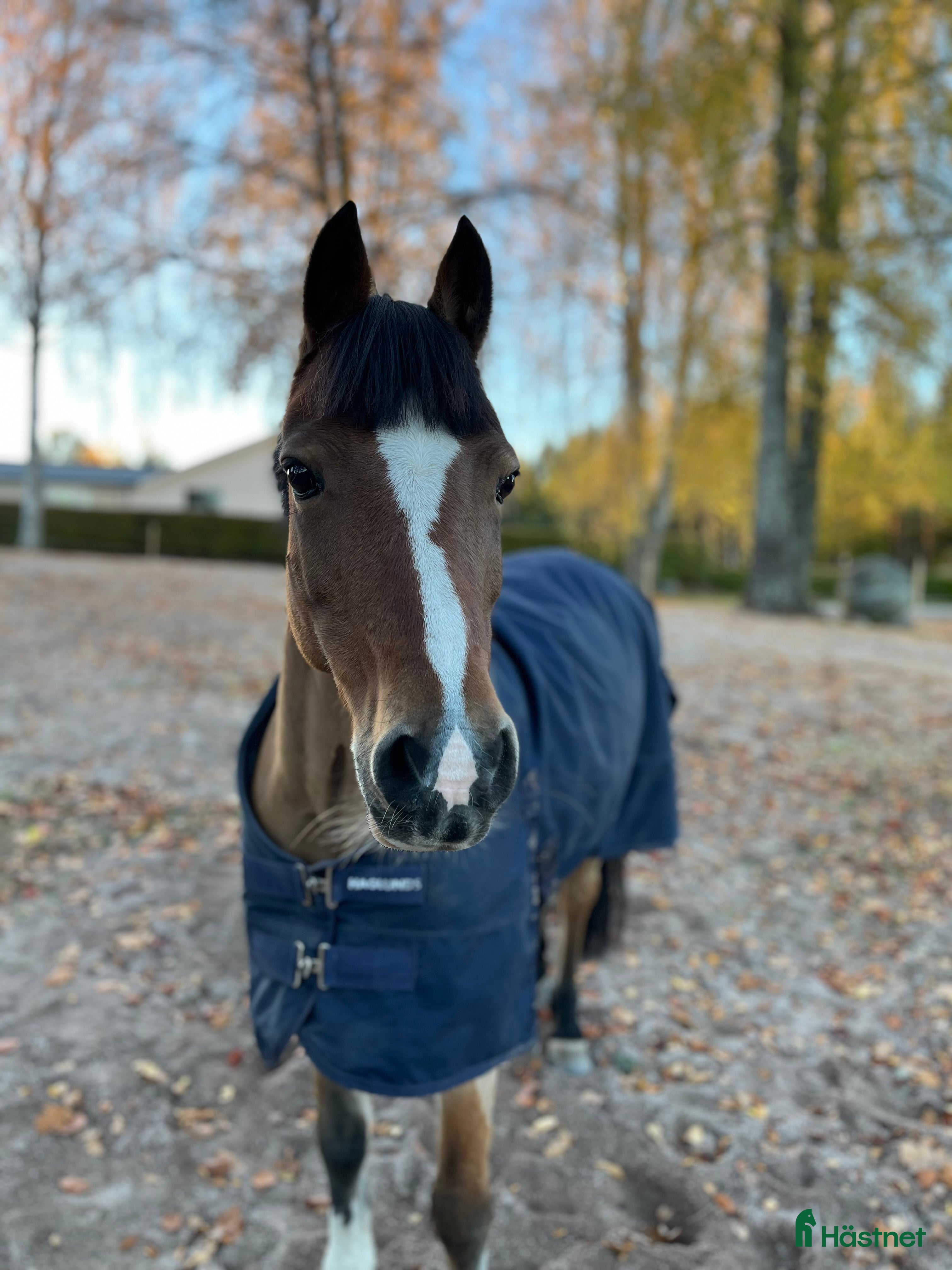  hästar Fantastisk b-ponny för den modiga lilla ryttaren ✨ - Annons 1