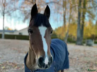 hästar Fantastisk b-ponny för den modiga lilla ryttaren ✨ - Annons 1