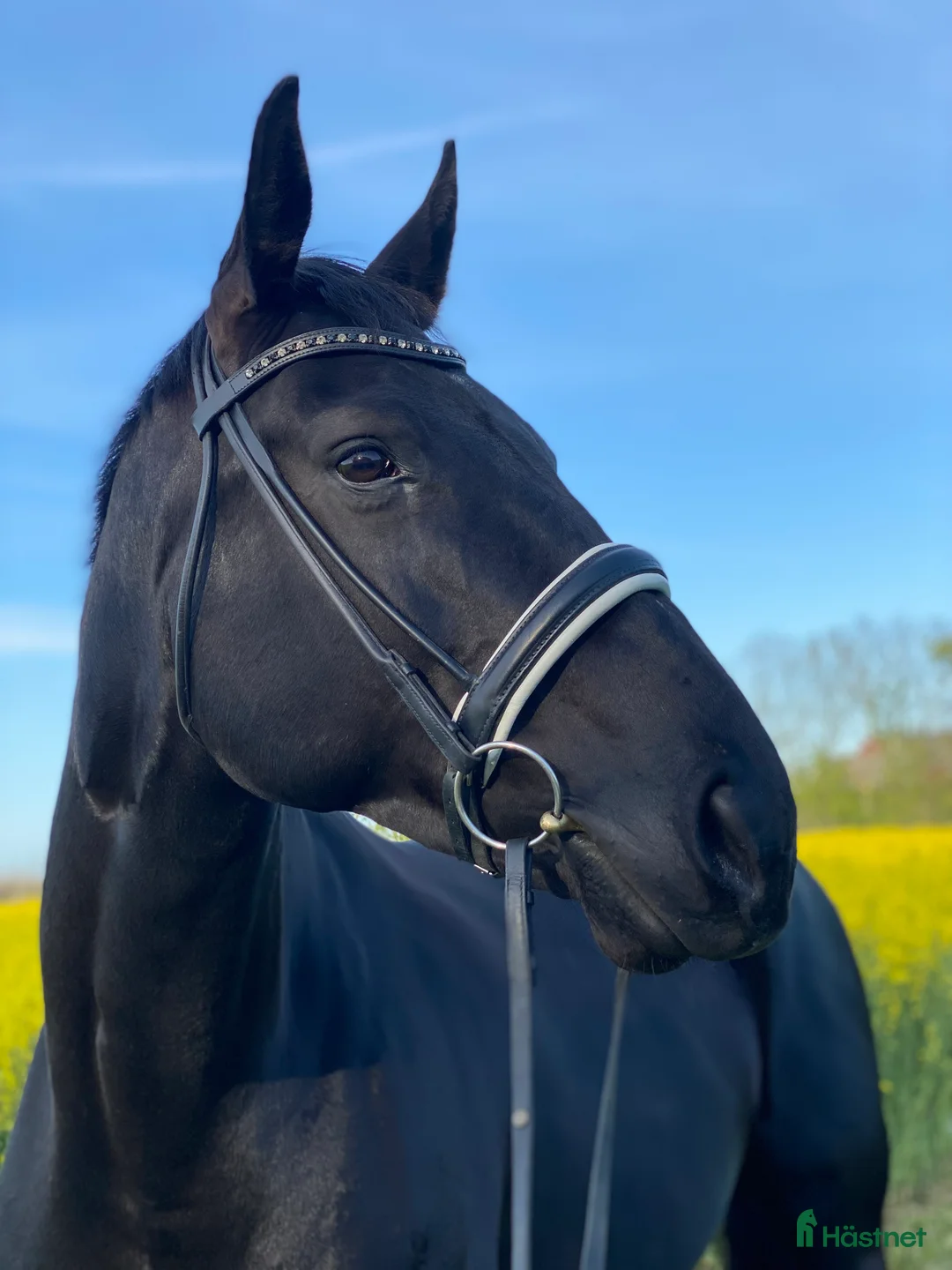 Dressyr hästar till salu: Elegant svart sto i Helsingborg - Annons 1