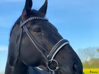 hästar Elegant svart sto i Helsingborg - Annons 8