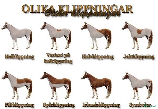  hästservice Klippning av ponny/häst - Annons 1