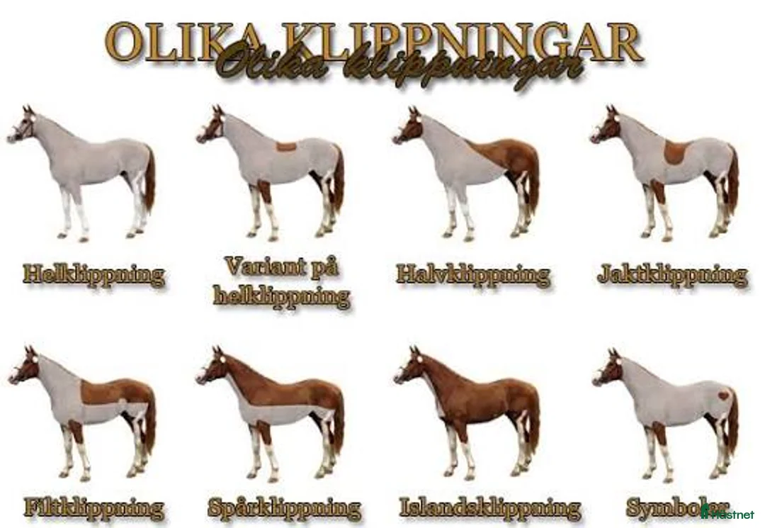  hästservice finnes: Klippning av ponny/häst - Annons 1